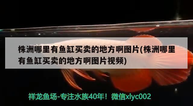 株洲哪里有魚缸買賣的地方啊圖片(株洲哪里有魚缸買賣的地方啊圖片視頻) 泰龐海鰱魚