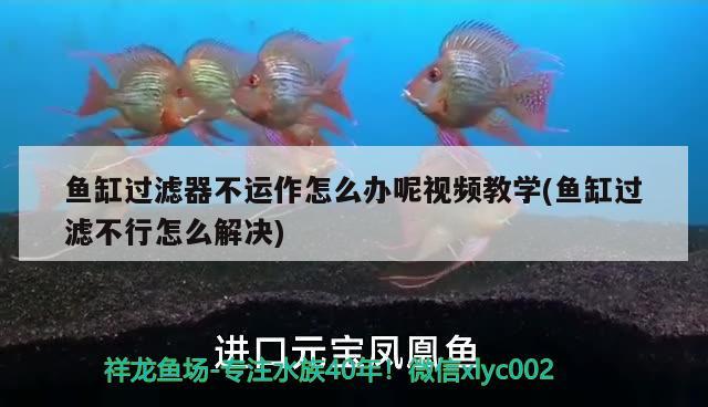 魚缸過濾器不運作怎么辦呢視頻教學(魚缸過濾不行怎么解決) 黃金貓魚百科