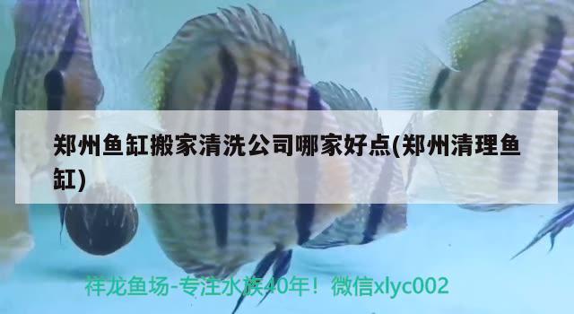 鄭州魚缸搬家清洗公司哪家好點(diǎn)(鄭州清理魚缸)