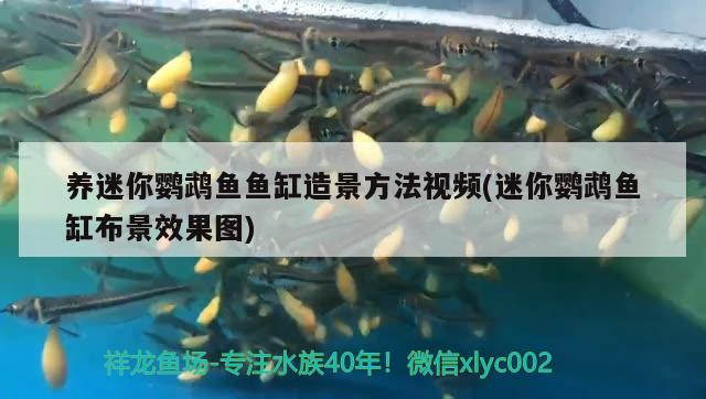 養(yǎng)迷你鸚鵡魚魚缸造景方法視頻(迷你鸚鵡魚缸布景效果圖) 鸚鵡魚