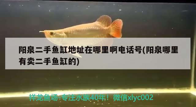 陽泉二手魚缸地址在哪里啊電話號(陽泉哪里有賣二手魚缸的) 泰龐海鰱魚