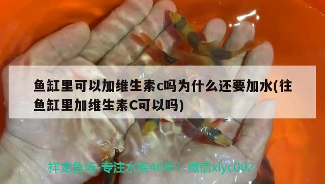 魚缸里可以加維生素c嗎為什么還要加水(往魚缸里加維生素C可以嗎) ?；?異型虎魚/純色虎魚