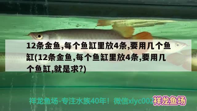 12條金魚,每個魚缸里放4條,要用幾個魚缸(12條金魚,每個魚缸里放4條,要用幾個魚缸,就是求?)