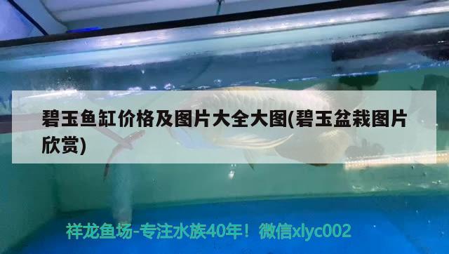 碧玉魚缸價格及圖片大全大圖(碧玉盆栽圖片欣賞) 祥龍水族濾材/器材