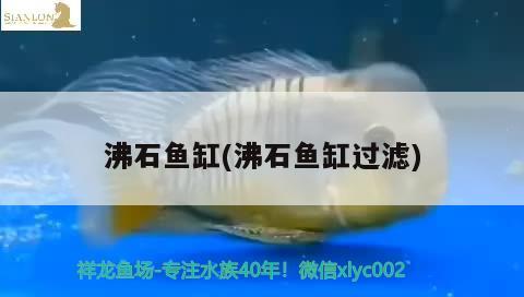 沸石魚缸(沸石魚缸過濾)