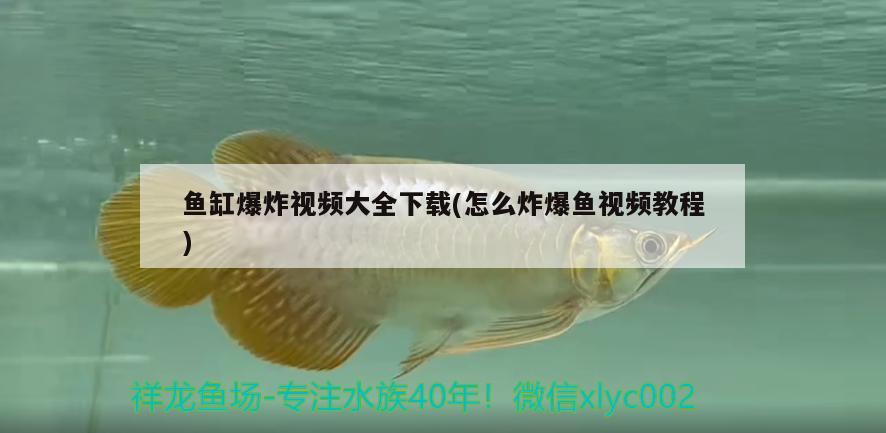 魚(yú)缸爆炸視頻大全下載(怎么炸爆魚(yú)視頻教程)