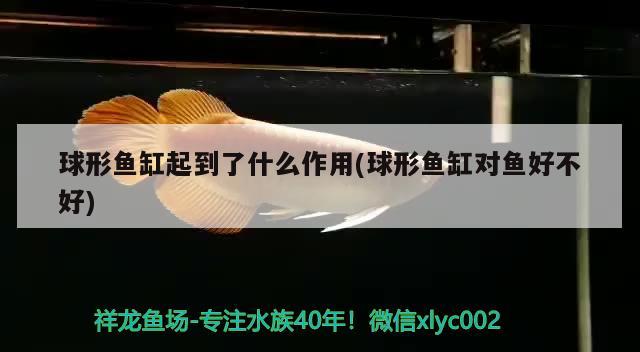 球形魚缸起到了什么作用(球形魚缸對魚好不好) 祥龍藍珀金龍魚