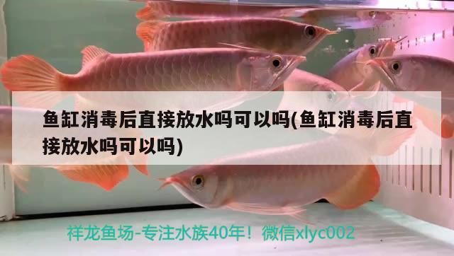 魚缸消毒后直接放水嗎可以嗎(魚缸消毒后直接放水嗎可以嗎) 玫瑰銀版魚