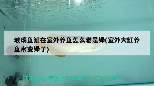 玻璃魚缸在室外養(yǎng)魚怎么老是綠(室外大缸養(yǎng)魚水變綠了)