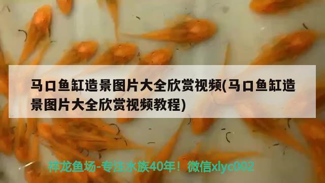 馬口魚缸造景圖片大全欣賞視頻(馬口魚缸造景圖片大全欣賞視頻教程) 巴西亞魚