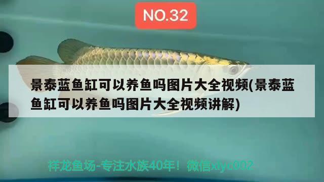 景泰藍(lán)魚缸可以養(yǎng)魚嗎圖片大全視頻(景泰藍(lán)魚缸可以養(yǎng)魚嗎圖片大全視頻講解) 帝王迷宮魚