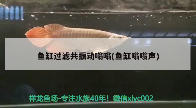 魚缸過濾共振動嗡嗡(魚缸嗡嗡聲) 南美異形觀賞魚