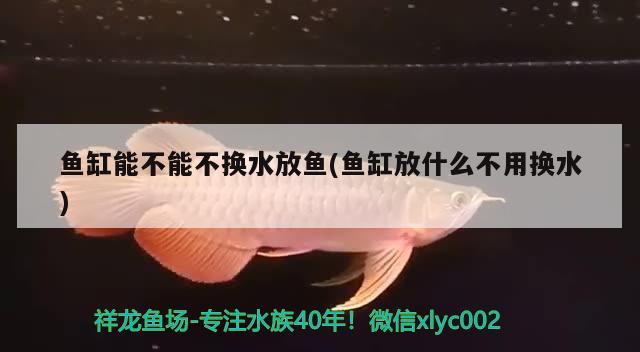 魚缸能不能不換水放魚(魚缸放什么不用換水)