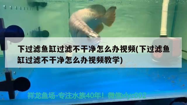 下過濾魚缸過濾不干凈怎么辦視頻(下過濾魚缸過濾不干凈怎么辦視頻教學(xué)) 其他益生菌