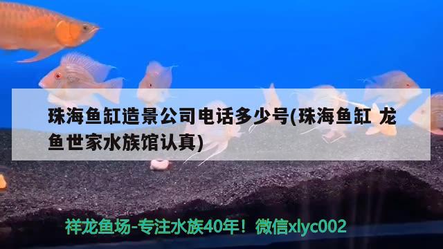 珠海魚缸造景公司電話多少號(珠海魚缸龍魚世家水族館認真) 泰國虎魚