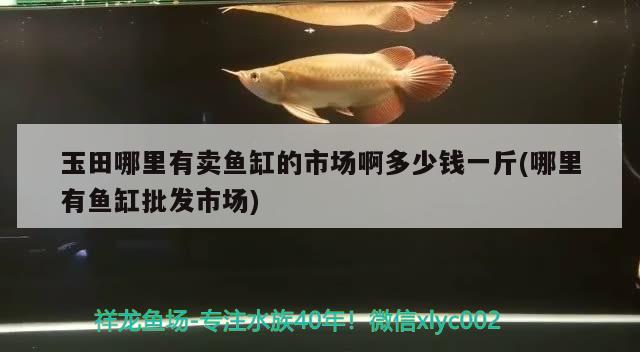 玉田哪里有賣魚缸的市場啊多少錢一斤(哪里有魚缸批發(fā)市場) 廣州水族器材濾材批發(fā)市場