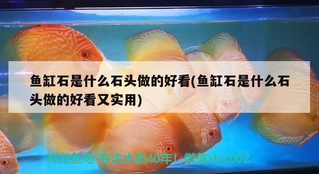 魚缸石是什么石頭做的好看(魚缸石是什么石頭做的好看又實用) 野生埃及神仙魚 第1張