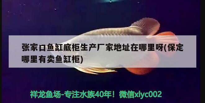 張家口魚缸底柜生產(chǎn)廠家地址在哪里呀(保定哪里有賣魚缸柜) 紅龍福龍魚