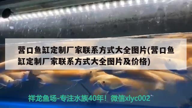 營(yíng)口魚缸定制廠家聯(lián)系方式大全圖片(營(yíng)口魚缸定制廠家聯(lián)系方式大全圖片及價(jià)格) 黃金貓魚