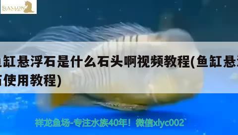 魚缸懸浮石是什么石頭啊視頻教程(魚缸懸浮石使用教程)