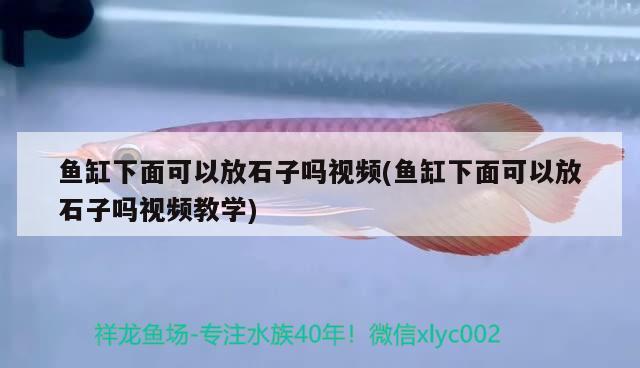 魚缸下面可以放石子嗎視頻(魚缸下面可以放石子嗎視頻教學) 黃金達摩魚