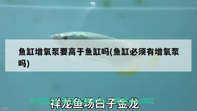 魚缸增氧泵要高于魚缸嗎(魚缸必須有增氧泵嗎) 白子銀版魚