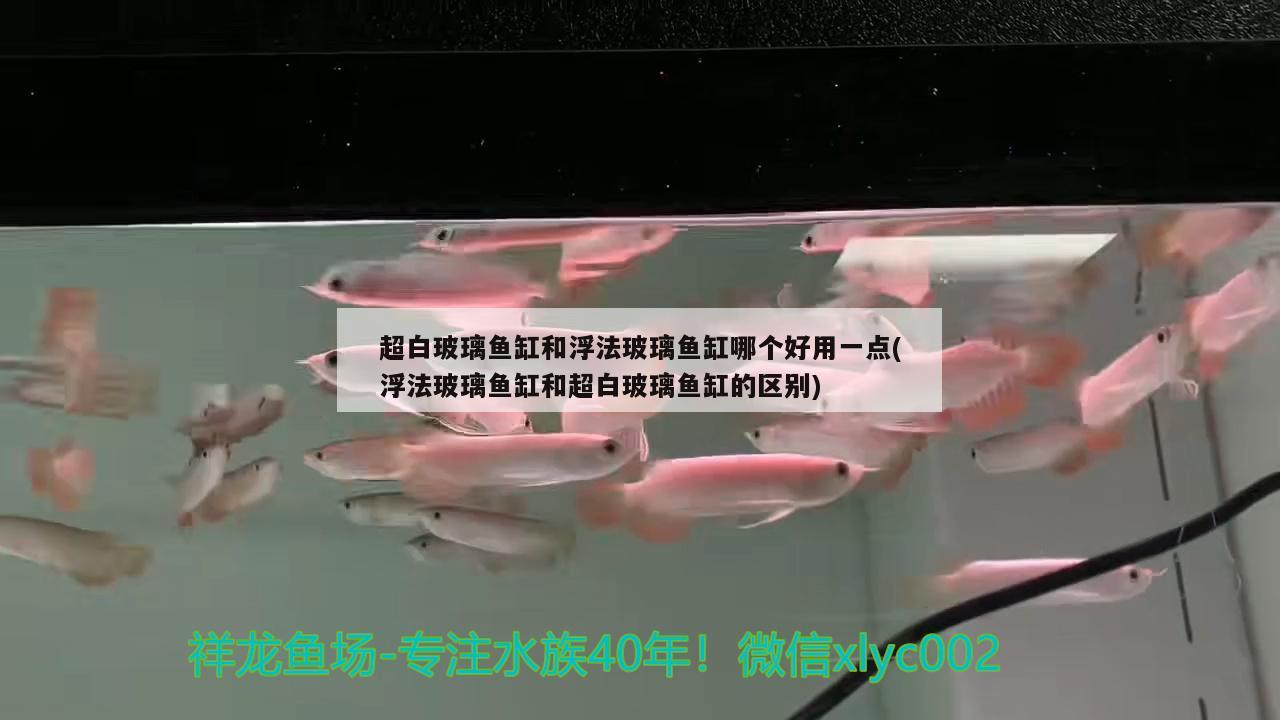 超白玻璃魚缸和浮法玻璃魚缸哪個(gè)好用一點(diǎn)(浮法玻璃魚缸和超白玻璃魚缸的區(qū)別) 黑帝王魟魚