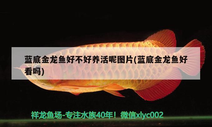 藍(lán)底金龍魚好不好養(yǎng)活呢圖片(藍(lán)底金龍魚好看嗎) 黑云魚