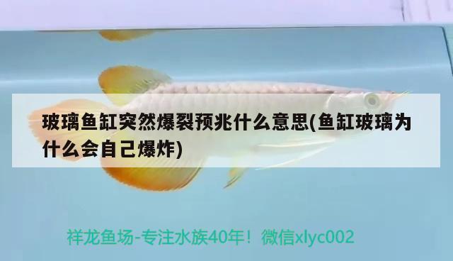 玻璃魚缸突然爆裂預(yù)兆什么意思(魚缸玻璃為什么會(huì)自己爆炸) 錦鯉魚百科