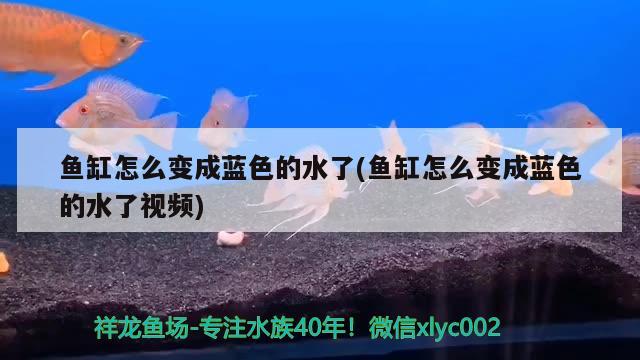 魚缸怎么變成藍(lán)色的水了(魚缸怎么變成藍(lán)色的水了視頻) 魚缸等水族設(shè)備