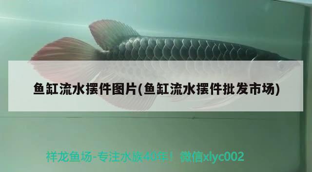 魚(yú)缸流水?dāng)[件圖片(魚(yú)缸流水?dāng)[件批發(fā)市場(chǎng)) 印尼虎苗