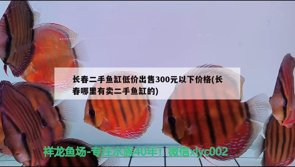 長春二手魚缸低價出售300元以下價格(長春哪里有賣二手魚缸的) 黑帝王魟魚