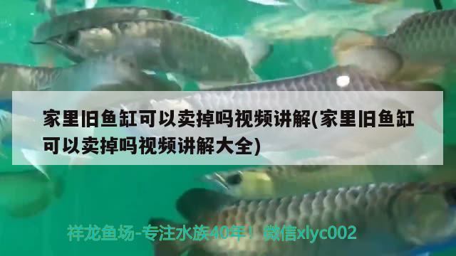 家里舊魚缸可以賣掉嗎視頻講解(家里舊魚缸可以賣掉嗎視頻講解大全)