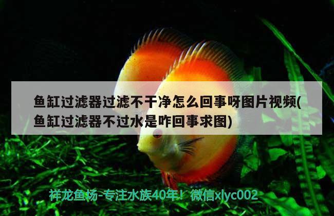 魚缸過濾器過濾不干凈怎么回事呀圖片視頻(魚缸過濾器不過水是咋回事求圖) 圖騰金龍魚