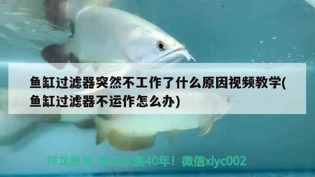 魚缸過(guò)濾器突然不工作了什么原因視頻教學(xué)(魚缸過(guò)濾器不運(yùn)作怎么辦) 雙線側(cè)魚