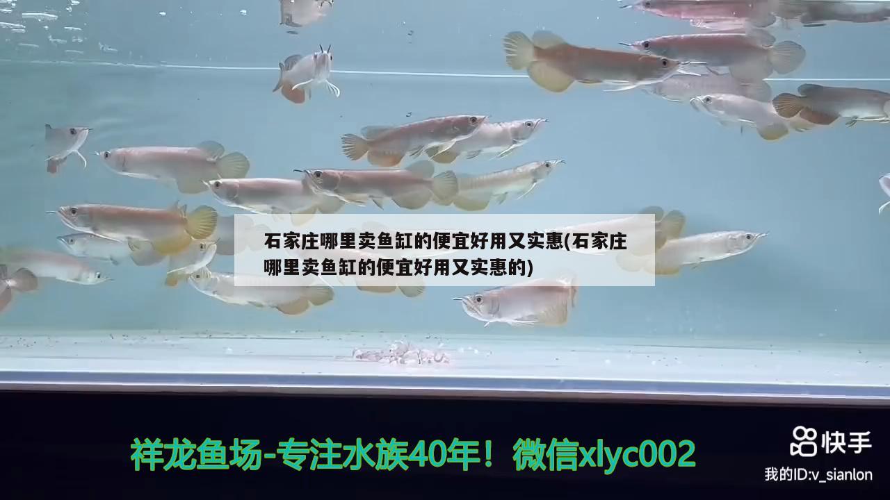 石家莊哪里賣魚缸的便宜好用又實(shí)惠(石家莊哪里賣魚缸的便宜好用又實(shí)惠的) 粗線銀版魚苗