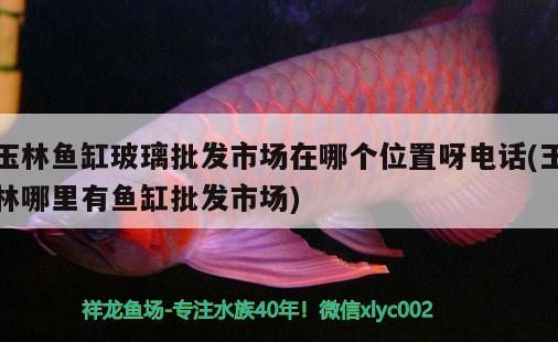 玉林魚缸玻璃批發(fā)市場在哪個位置呀電話(玉林哪里有魚缸批發(fā)市場) 魚缸水質(zhì)穩(wěn)定劑