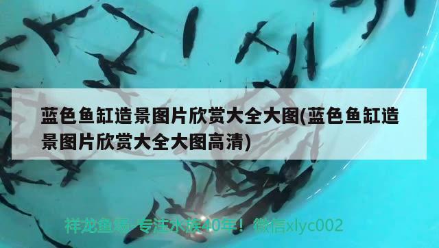 藍色魚缸造景圖片欣賞大全大圖(藍色魚缸造景圖片欣賞大全大圖高清) 名貴錦鯉魚