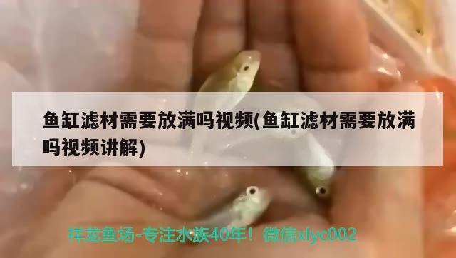 魚缸濾材需要放滿嗎視頻(魚缸濾材需要放滿嗎視頻講解)