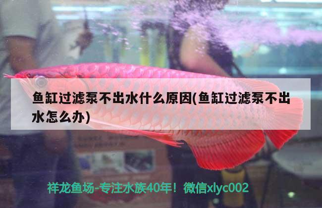 魚缸過濾泵不出水什么原因(魚缸過濾泵不出水怎么辦) 白子金龍魚