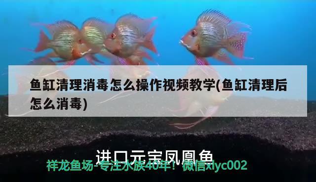 魚缸清理消毒怎么操作視頻教學(xué)(魚缸清理后怎么消毒)