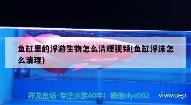 魚缸里的浮游生物怎么清理視頻(魚缸浮沫怎么清理)