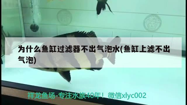 為什么魚缸過濾器不出氣泡水(魚缸上濾不出氣泡)