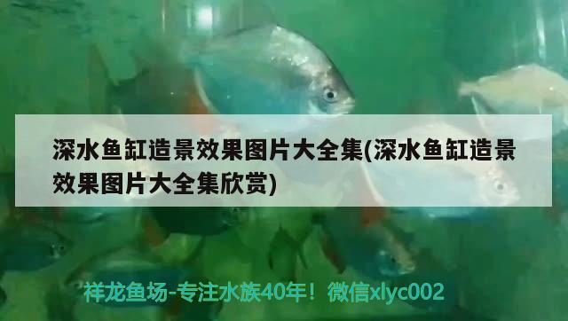 深水魚缸造景效果圖片大全集(深水魚缸造景效果圖片大全集欣賞)