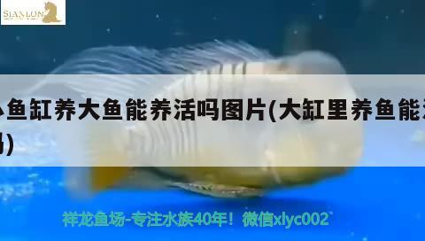 小魚缸養(yǎng)大魚能養(yǎng)活嗎圖片(大缸里養(yǎng)魚能活嗎)