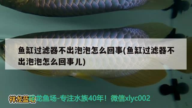 魚缸過濾器不出泡泡怎么回事(魚缸過濾器不出泡泡怎么回事兒) 賽級紅龍魚