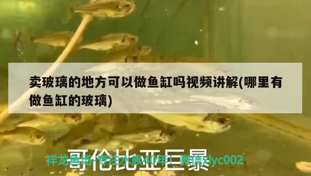 賣玻璃的地方可以做魚缸嗎視頻講解(哪里有做魚缸的玻璃) 黃金鴨嘴魚