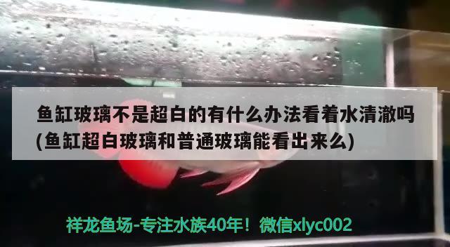 魚(yú)缸玻璃不是超白的有什么辦法看著水清澈?jiǎn)?魚(yú)缸超白玻璃和普通玻璃能看出來(lái)么) 翡翠鳳凰魚(yú)