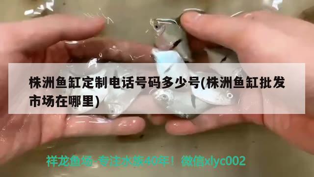 株洲魚缸定制電話號碼多少號(株洲魚缸批發(fā)市場在哪里) 白子黑帝王魟魚