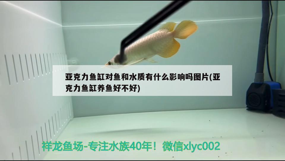 亞克力魚(yú)缸對(duì)魚(yú)和水質(zhì)有什么影響嗎圖片(亞克力魚(yú)缸養(yǎng)魚(yú)好不好) 純血皇冠黑白魟魚(yú)